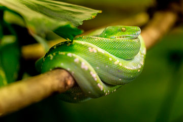 soñar con serpiente verde