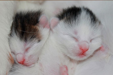 Soñar con gatos recién nacidos