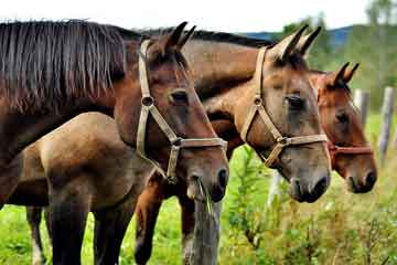 soñar con caballo marrón