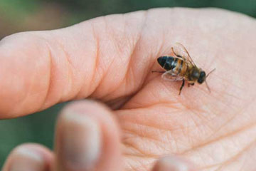 soñar que te pica abeja