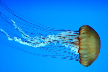 Soñar con medusas