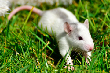 soñar con matar rata o ratón